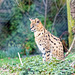 Serval cat (5)