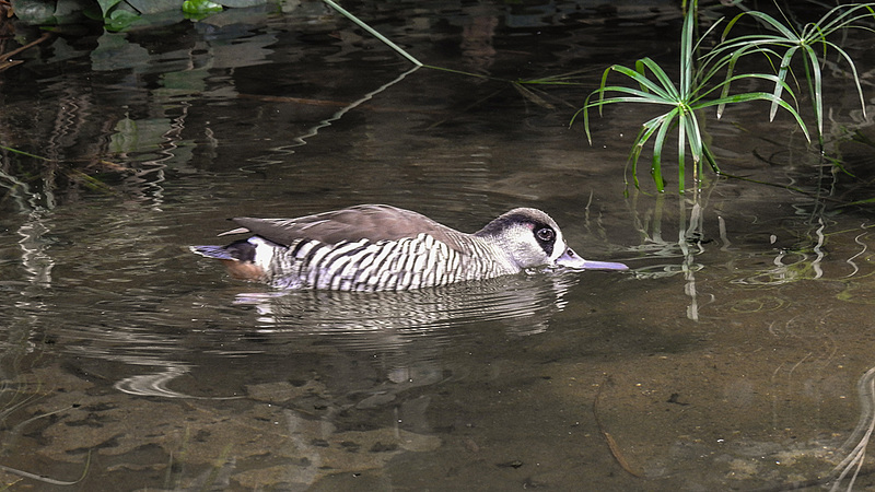 20190901 5655CPw [D~VR] Rosenohrente (Malacorhynchus membranaceus), Vogelpark Marlow