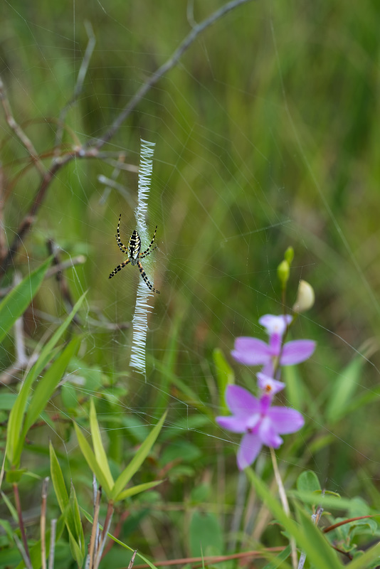 Argiope aurantia (Writing Spider) and Calopogon tuberosus (Common Grass-pink orchid)
