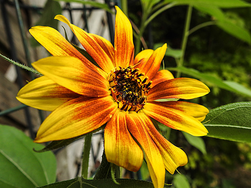20220829 1619CPw [D~LIP] Sonnenblume, Bad Salzuflen