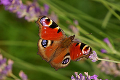 Tagpfauenauge auf Lavendel