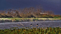 Lake Hule... a storm is coming