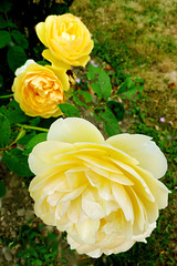 Trois roses jaunes