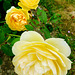 Trois roses jaunes