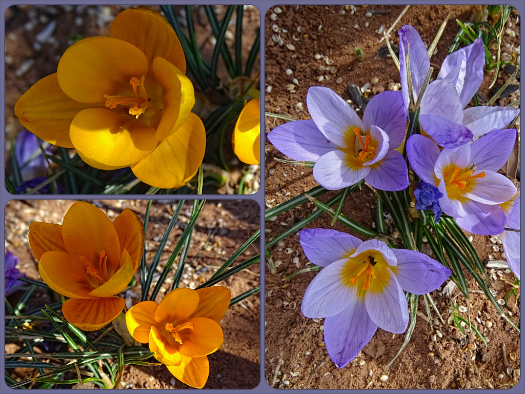 Crocus Collage