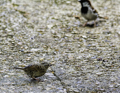 Juvenile Sparrow under supervision