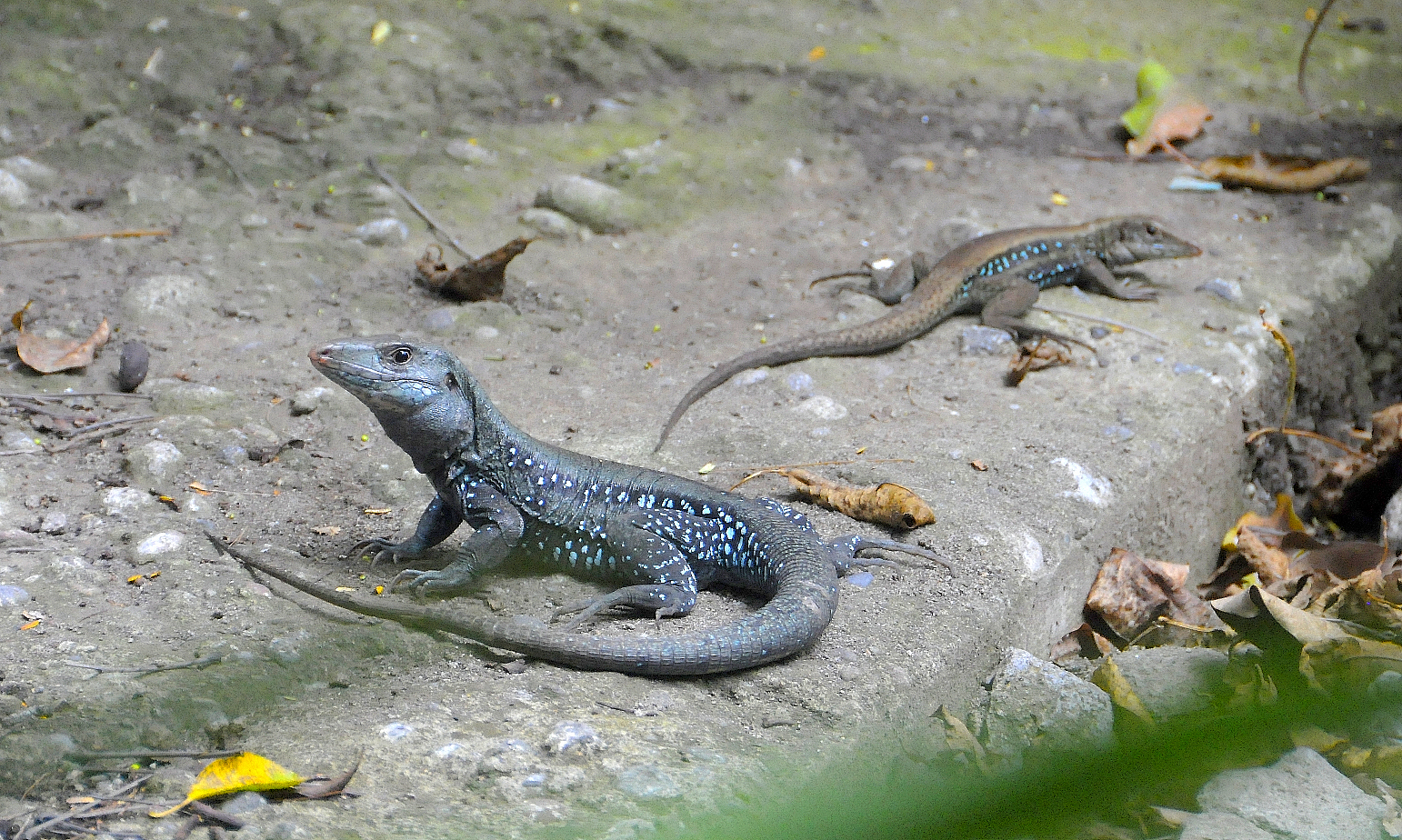 Dominikanische Ameive (Ameiva fuscata)