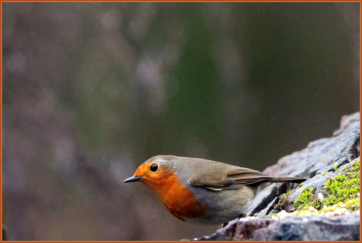 Rouge Gorge