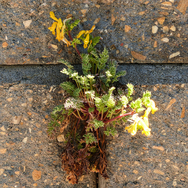 Golden Corydallis growing in a wall crack