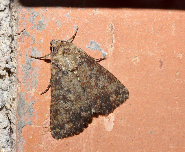 Moth IMG_6454