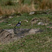 Pied Wagtails in a territory dispute