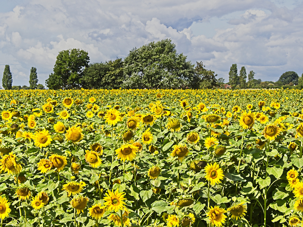 Sunflowers