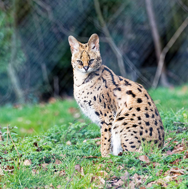 Serval cat two