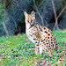 Serval cat two