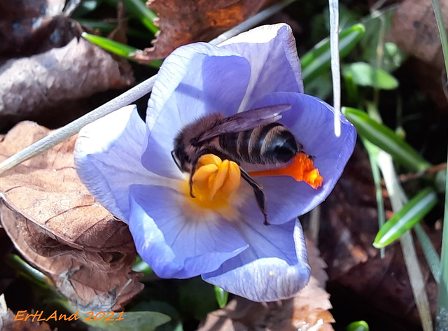 Sonntagsbesuch (Krokus mit Biene)