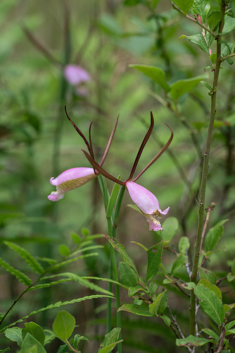 Cleistesiopsis divaricata (Large Rosebud orchid)