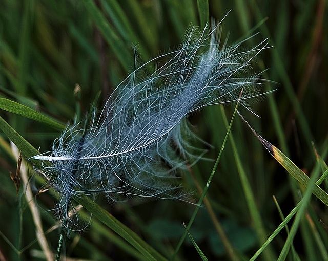 Feather