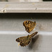 Speckled Wood Butterflies pair