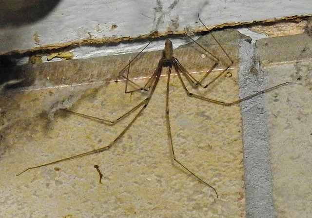 20221106 2031CPw [D~LIP] Große Zitterspinne (Pholcus phalangioides) BS