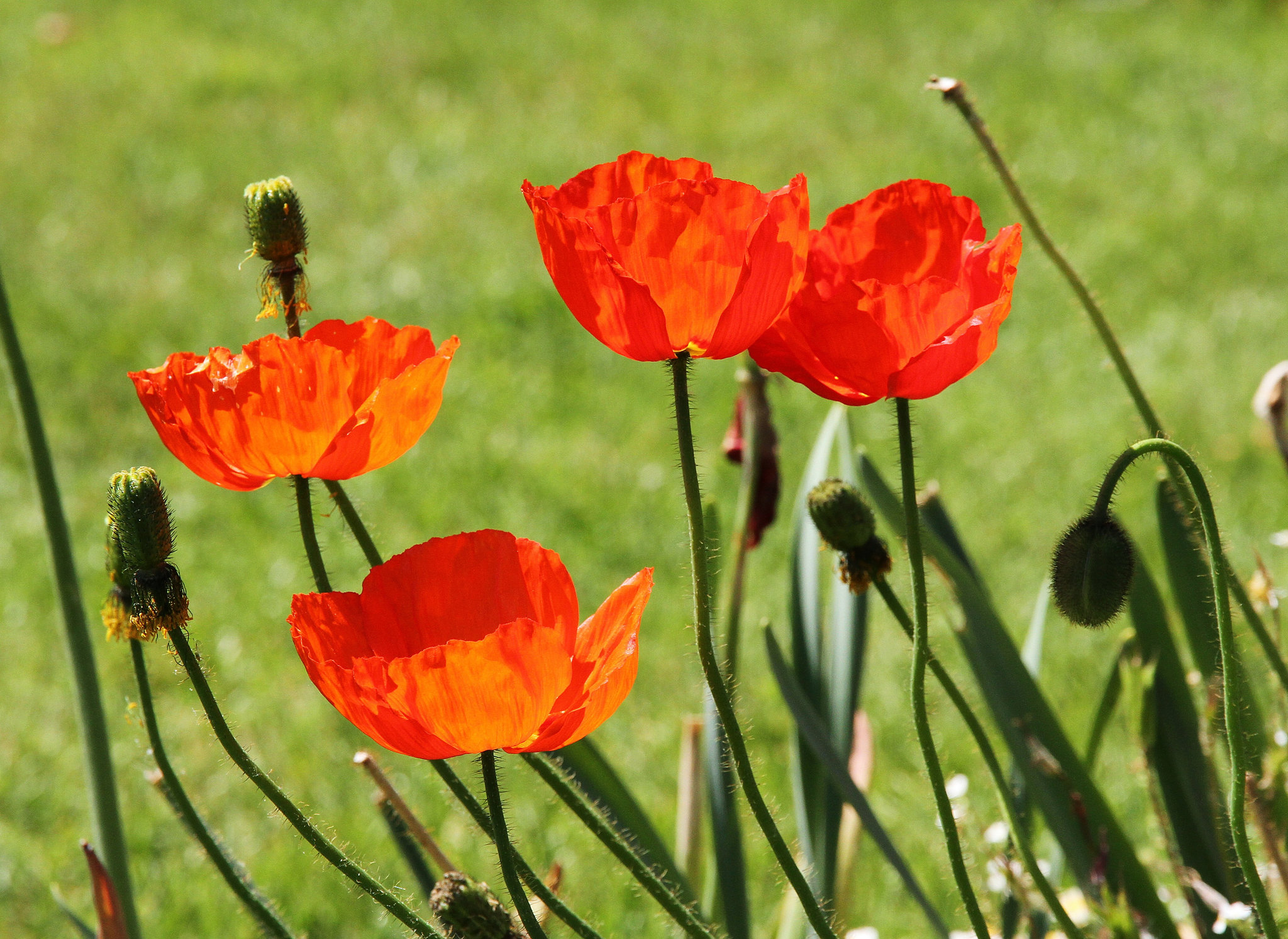 Mohn
