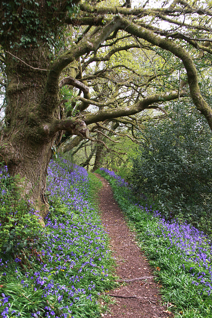 Blubell path