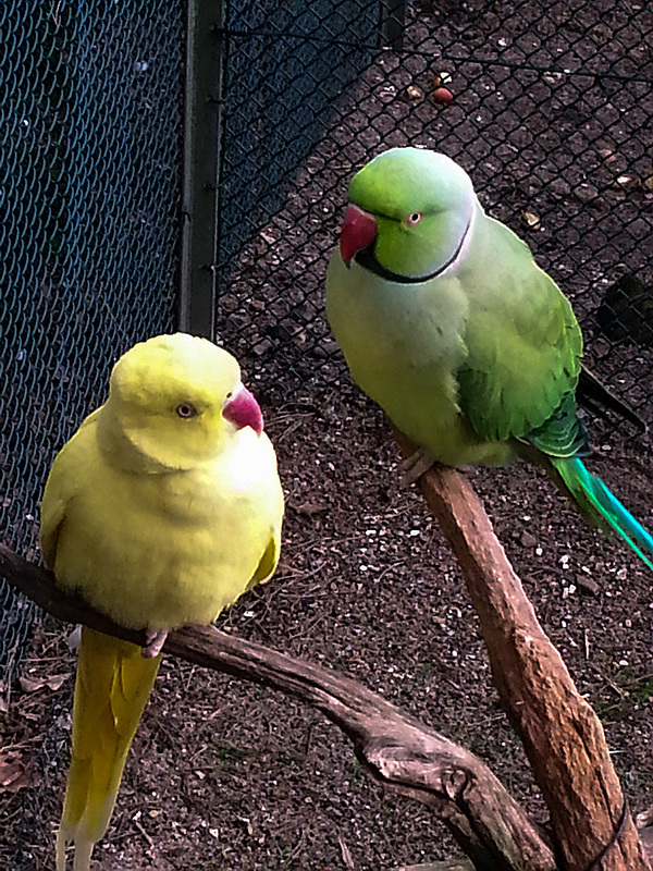 20160203 145552Hw [D~LIP] Halsbandsittich (Psittacula krameri), Voliere, Landschaftspark, Bad Salzuflen