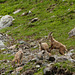 20160611 -18 Rando Meribel Les allues -Jour1 (113) al rec