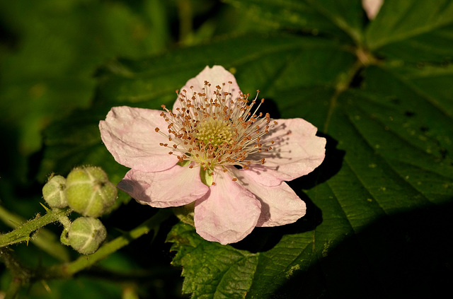 Brombeerblüte