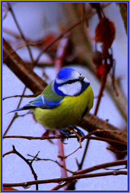 Mésange bleue