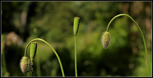 HANWE - suspensions - Pavot douteux , Papaver dubium