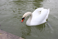 Essenszeit im Feuersee - Schwan