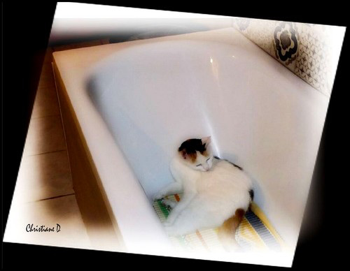 L'heure de la toilette !  ***  Time to wash up ! (:o))