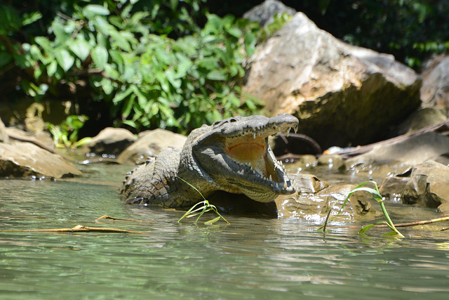 Mexico, Scary Alligator in Sumidero Canyon Mexico, Scary Alligator in Sumidero Canyon