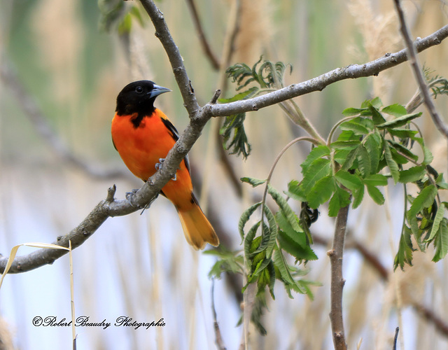 Oriole de Baltimore (mâle) Oriole de Baltimore (mâle)