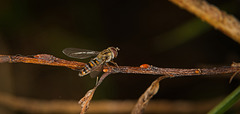 Diese Hainschwebfliege (Episyrphus balteatus) hat sich noch rausgetraut :)) This common hoverfly (Episyrphus balteatus) has dared to come out :)) Ce syrphe commun (Episyrphus balteatus) a osé sortir :))