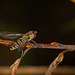 Diese Hainschwebfliege (Episyrphus balteatus) hat sich noch rausgetraut :)) This common hoverfly (Episyrphus balteatus) has dared to come out :)) Ce syrphe commun (Episyrphus balteatus) a osé sortir :))