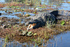 Botswana, Beware of Crocodiles in Chobe National Park Wetlands