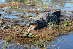 Botswana, Beware of Crocodiles in Chobe National Park Wetlands