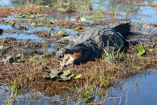 Botswana, Beware of Crocodiles in Chobe National Park Wetlands Botswana, Beware of Crocodiles in Chobe National Park Wetlands