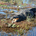 Botswana, Beware of Crocodiles in Chobe National Park Wetlands