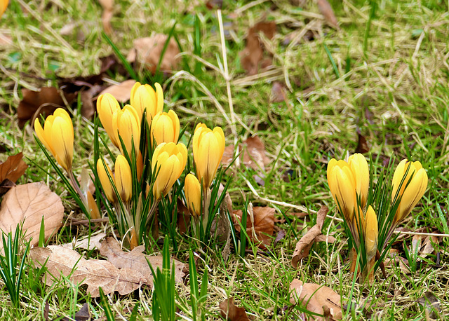 Der Frühling naht