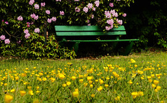 Bank im Blütenmeer Bank im Blütenmeer