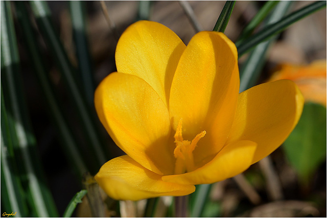 Crocus Jaune