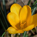 Crocus Jaune