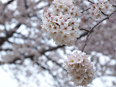 Cherry blossoms_4