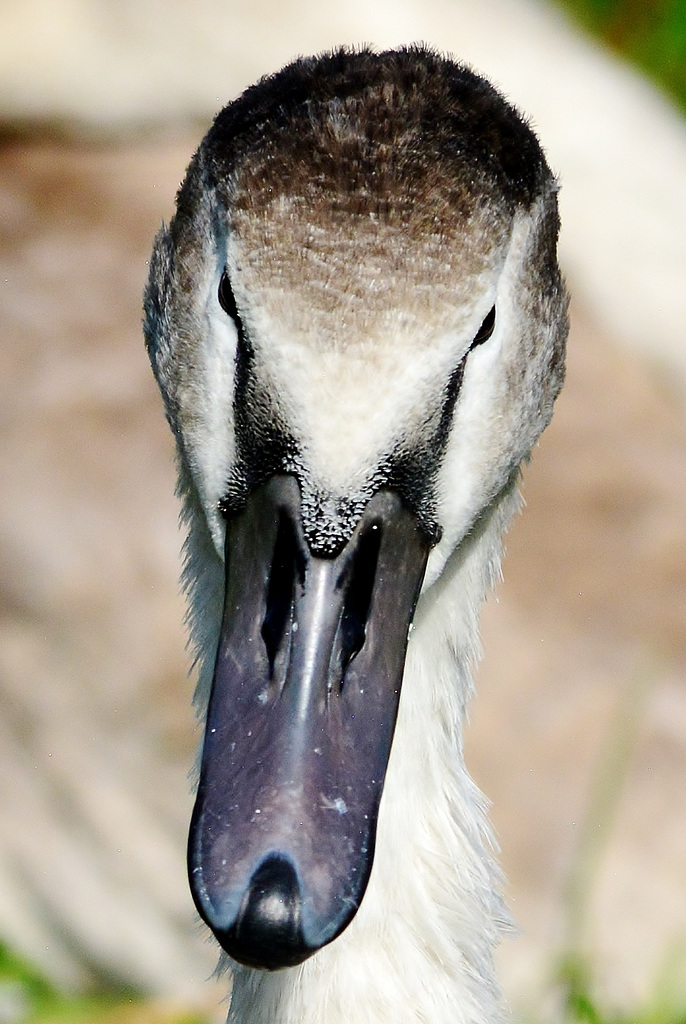 Having a good look at me.....perhaps a warning!