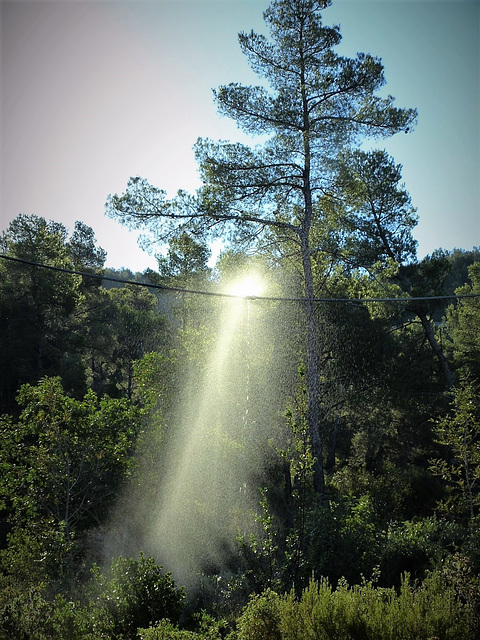 ...irrigation de la forêt,les jours de mistral,pour essayer d'eéviter les incendies catastrophiques que nous venons de connaître...