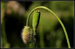 Papaver dubium (4)