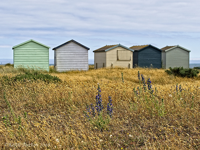 Beach Huts & Wild Flowers