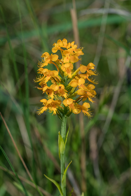 Platanthera cristata (Crested Fringed orchid)